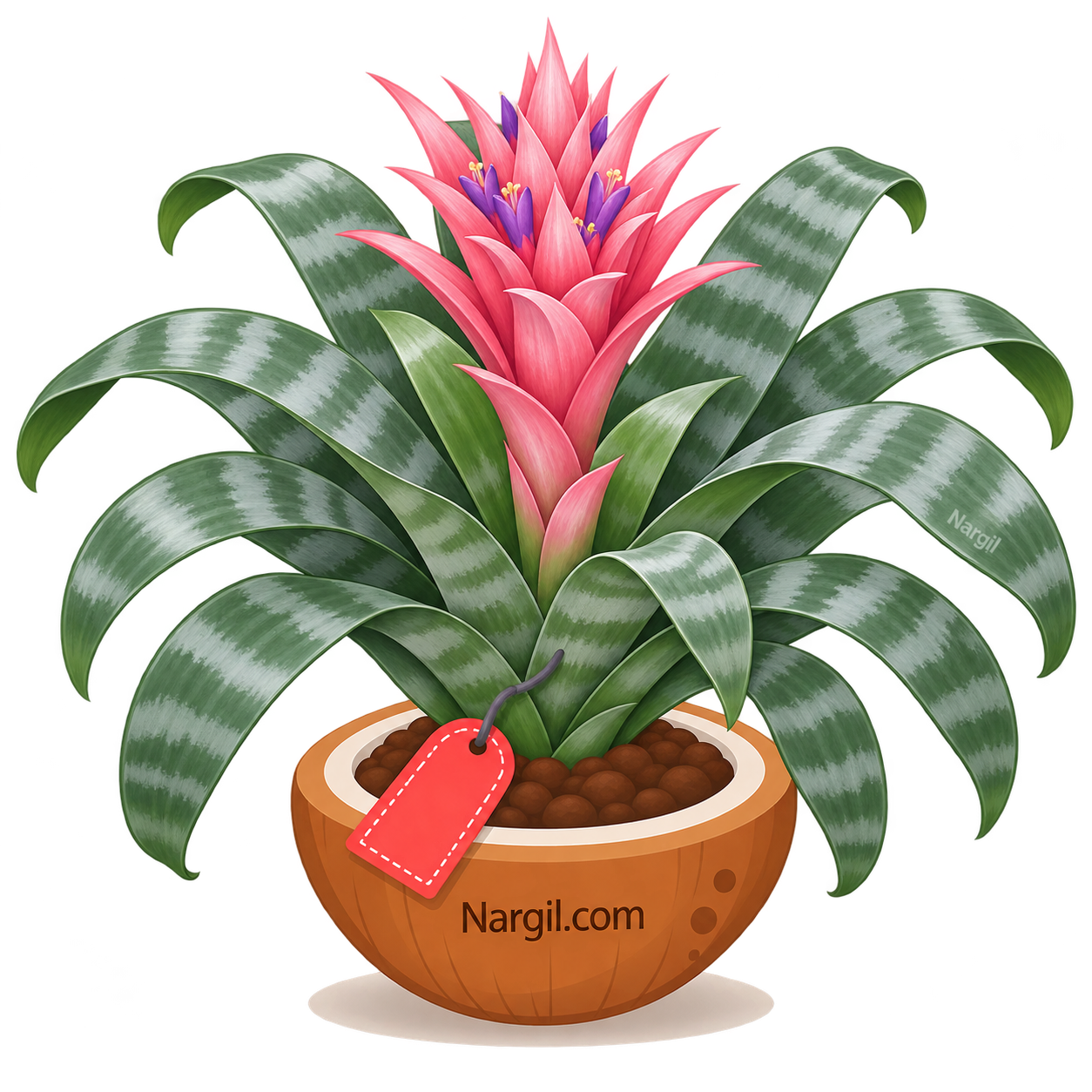 Nargil_Aechmea Fasciata